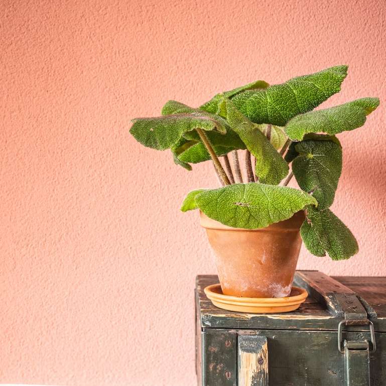 groene plant in bruine pot online puzzel