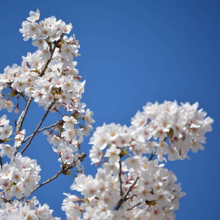 flor de cerezo blanca bajo un cielo azul durante el día rompecabezas en línea