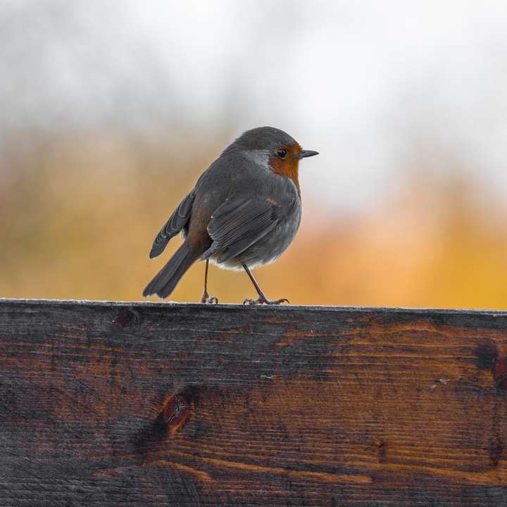 сива птица върху кафява дървена ограда онлайн пъзел