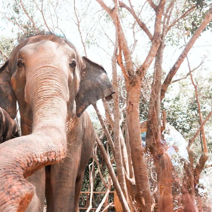 Elefante marrón de pie sobre el tronco de un árbol marrón durante el día rompecabezas en línea