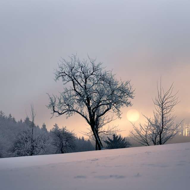 kahle Bäume auf schneebedecktem Boden während des Tages Online-Puzzle