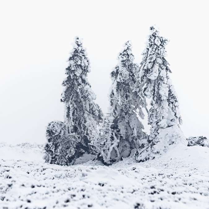 pinos cubiertos de nieve durante el día puzzle deslizante online