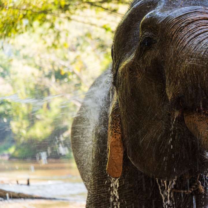 czarny słoń chodzenie po drodze w ciągu dnia puzzle online
