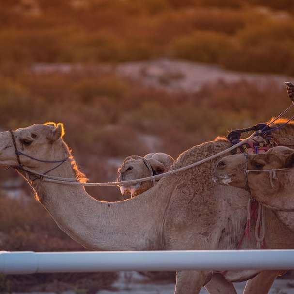 bruna kameler på brunt fält under dagtid Pussel online