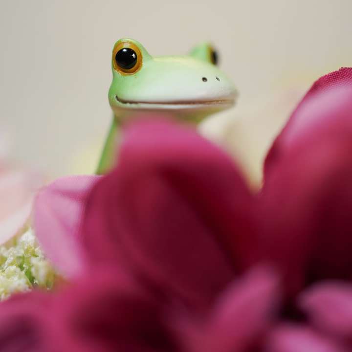 zielona żaba na różowy kwiat puzzle przesuwne online