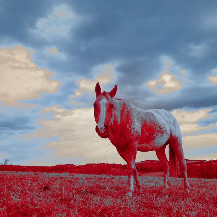 cavallo bianco e marrone sul campo di erba marrone sotto il cielo nuvoloso puzzle online