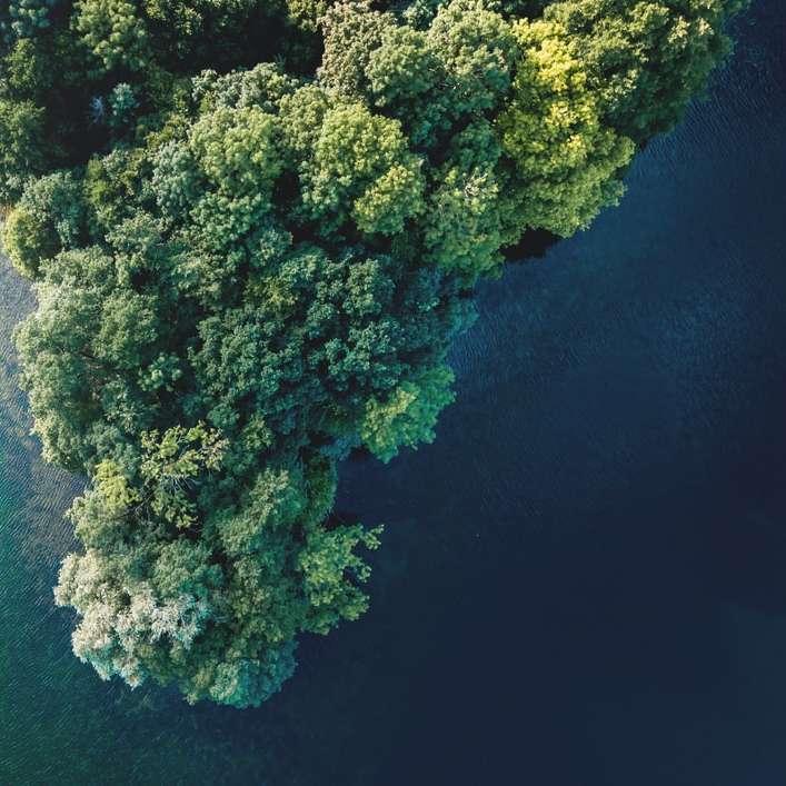 Αεροφωτογραφία των πράσινων δέντρων εκτός από το νερό online παζλ