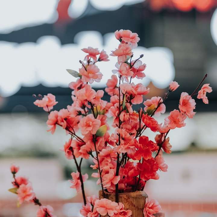 κόκκινα και άσπρα λουλούδια σε καφέ ξύλινη κατσαρόλα συρόμενο παζλ online