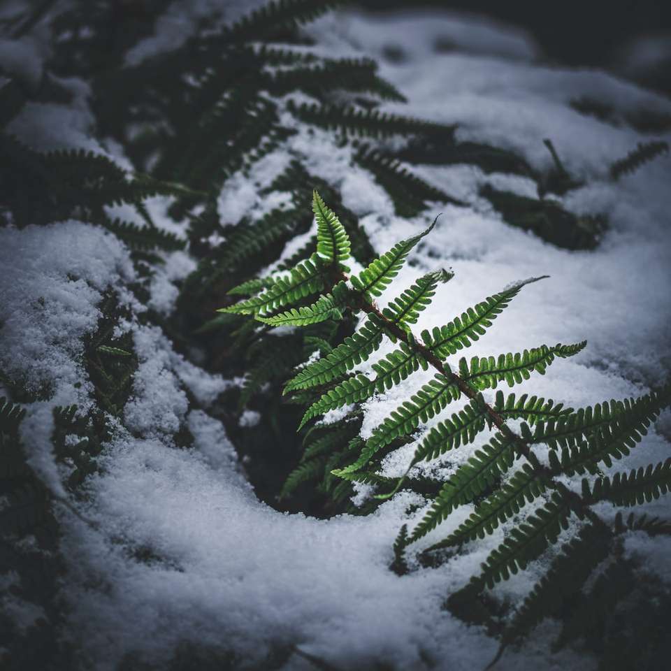 zielona sosna pokryta śniegiem puzzle przesuwne online