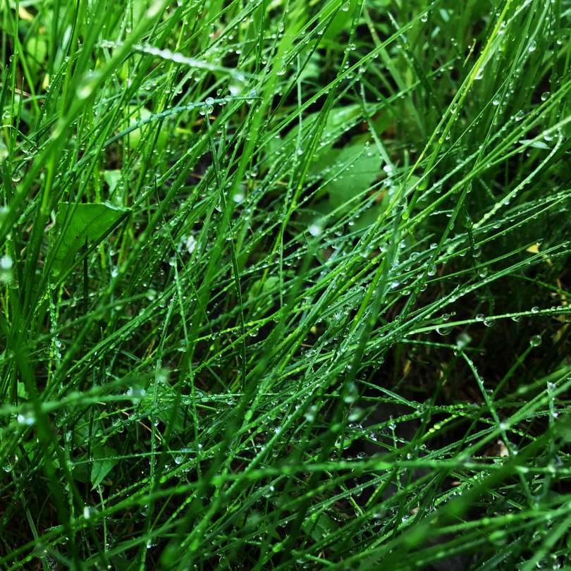 grama verde com gotas de água puzzle online