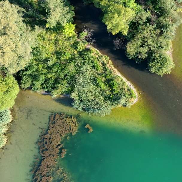 Flygfoto över gröna träd bredvid vattnet Pussel online