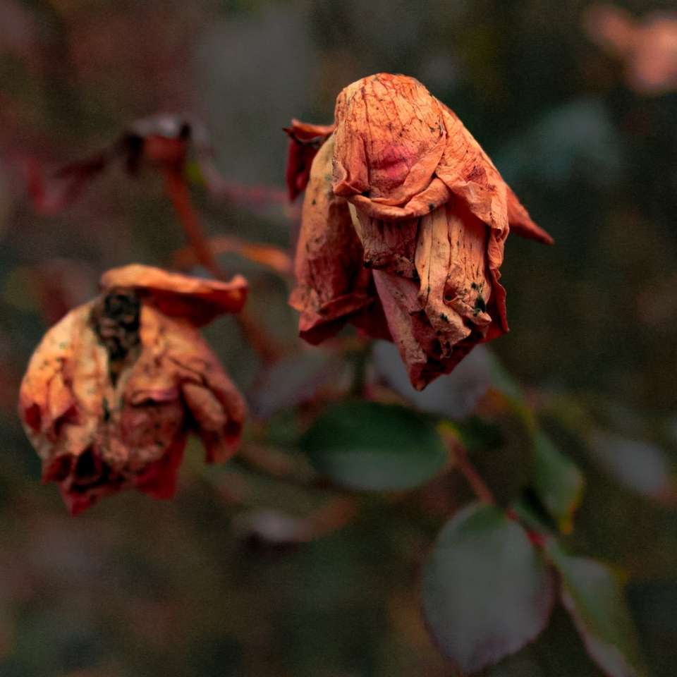 brązowy pączek kwiatu w fotografii z bliska puzzle przesuwne online