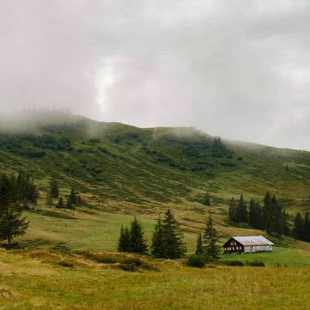 зелени дървета на зелено тревно поле под бели облаци плъзгащ се пъзел онлайн