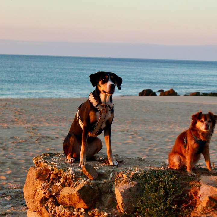 bruine en zwarte kortharige hond op grijze rots dichtbij lichaam online puzzel