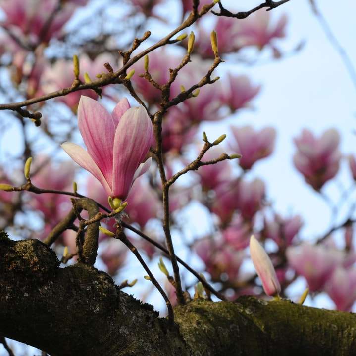 różowy kwiat na brązowej gałęzi drzewa puzzle online