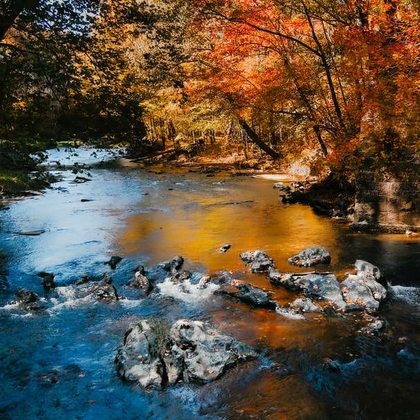 brązowe drzewa nad rzeką w ciągu dnia puzzle online