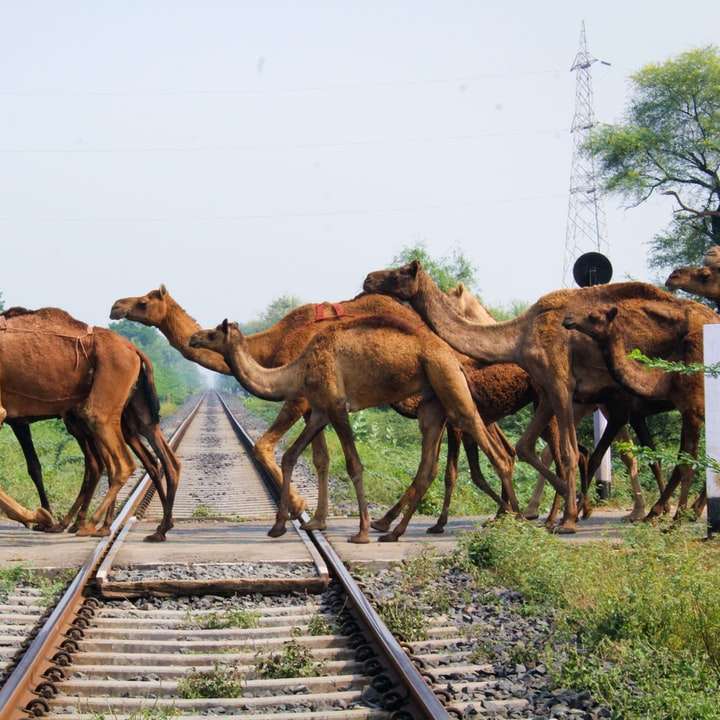 bruna kameler på tågskenan under dagtid glidande pussel online