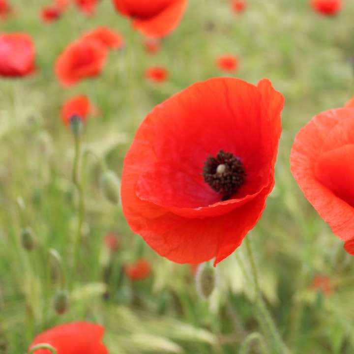 red poppy in bloom during daytime online puzzle