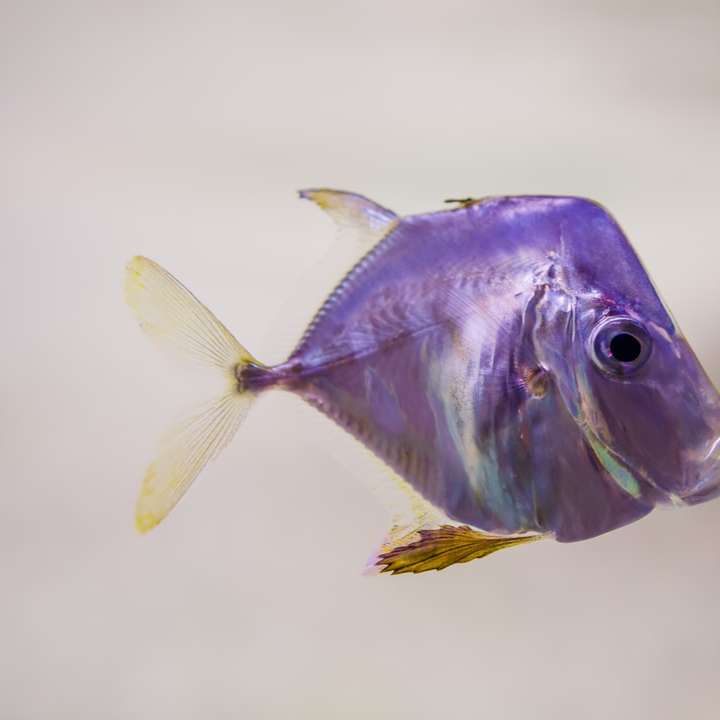 zielone i żółte ryby w fotografii z bliska puzzle przesuwne online