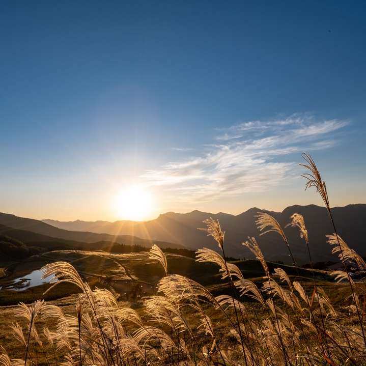 barna füves területen napközben hegy közelében online puzzle