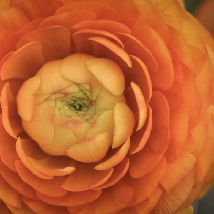 zelený list na oranžovém květu posuvné puzzle online
