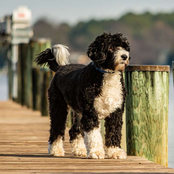 cachorro preto e branco com pêlo longo em cerca de madeira marrom puzzle deslizante online