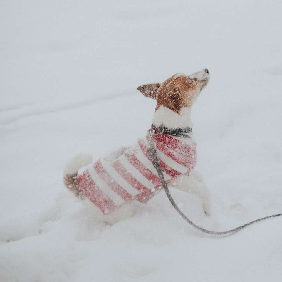 câine alb și maro, îmbrăcat scurt, pe pământ acoperit de zăpadă alunecare puzzle online