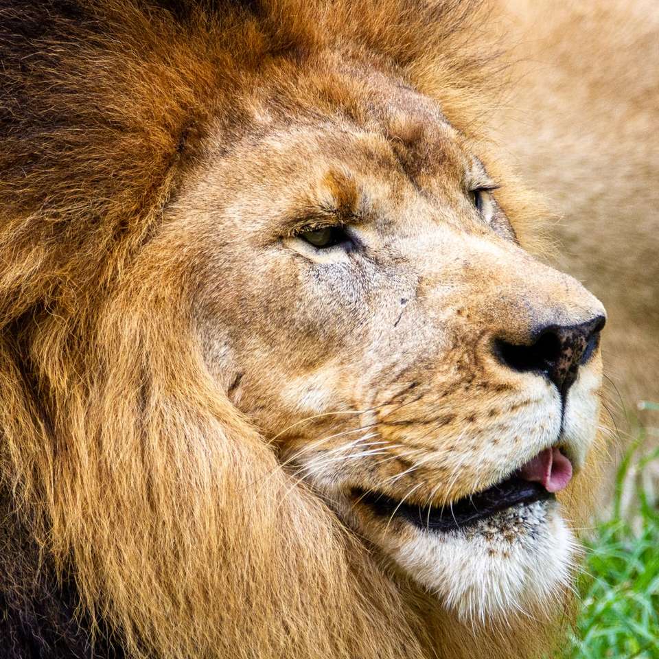 brunt lejon som ligger på grönt gräs under dagtid Pussel online