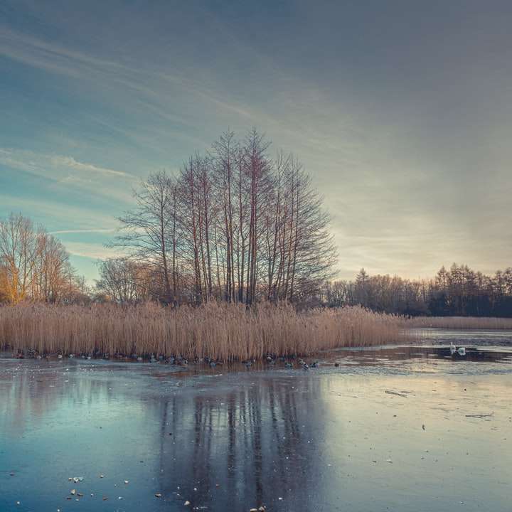 brązowe drzewa obok zbiornika wodnego pod błękitnym niebem puzzle przesuwne online