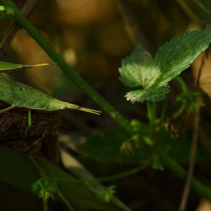 zelená kobylka posazená na hnědé větvi stromu online puzzle