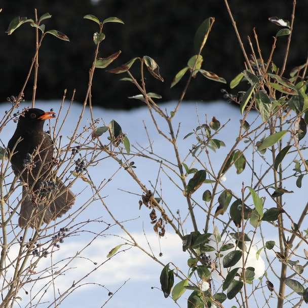 czarny i brązowy ptak na brązowej gałęzi drzewa w ciągu dnia puzzle online
