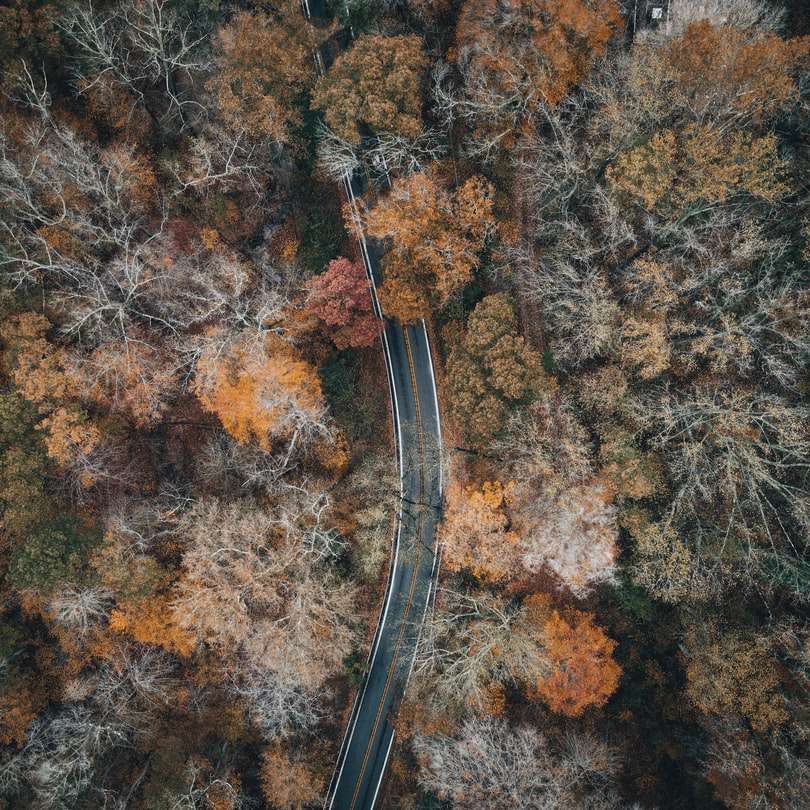 luchtfoto van de weg in het midden van bomen online puzzel