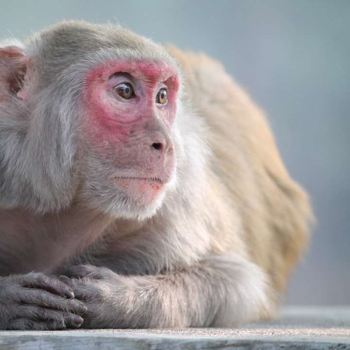 brązowa małpa na zielonej ścianie puzzle online