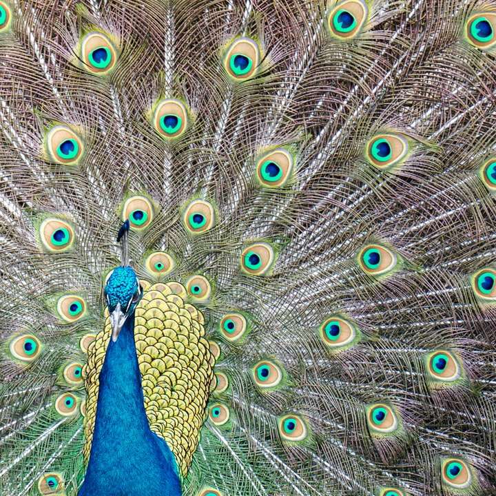 blågrön och brun påfågel Pussel online