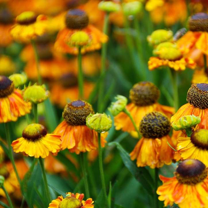 gelbe Sonnenblume in der Nahaufnahmefotografie Schiebepuzzle online