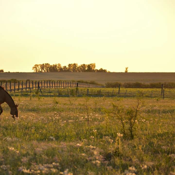 brun häst på fältet för grönt gräs under dagtid Pussel online