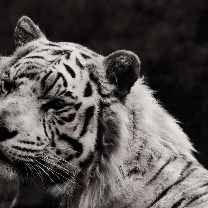 fotografie în tonuri de gri a unui tigru întins pe pământ alunecare puzzle online