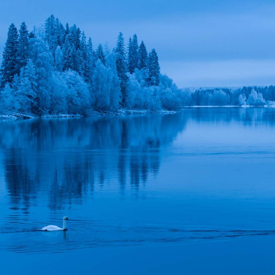бял лебед на езерото през деня онлайн пъзел