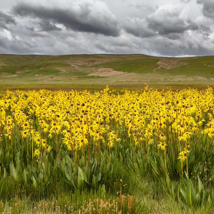 żółte pole kwiatów pod pochmurnym niebem w ciągu dnia puzzle przesuwne online