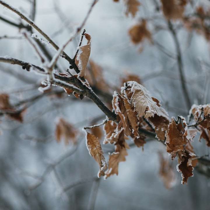 hojas secas marrones en la rama de un árbol puzzle deslizante online