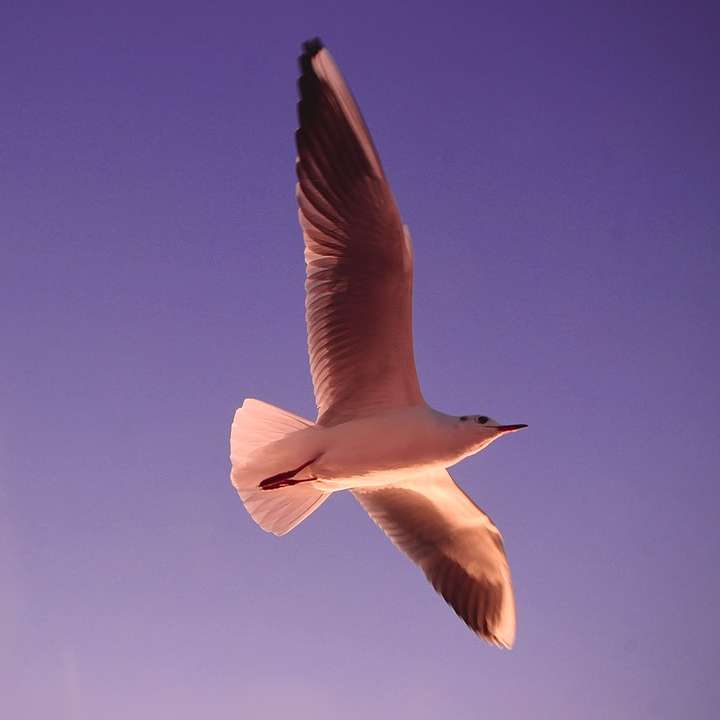 昼間に飛んでいる白い鳥 スライディングパズル・オンライン