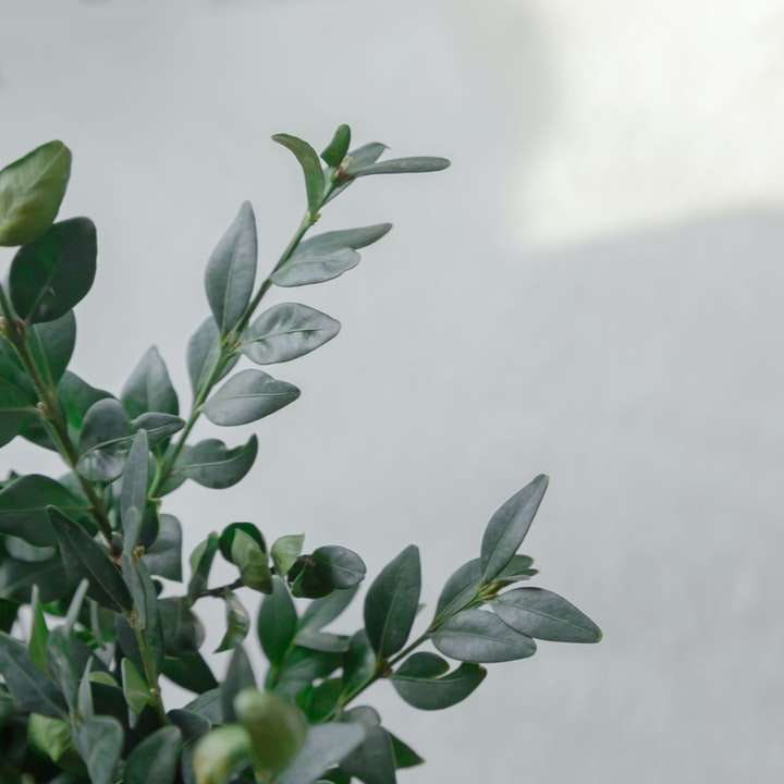 зеленые листья на белой стене онлайн-пазл