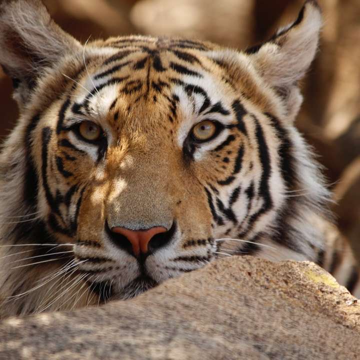 tiger lying on brown rock during daytime online puzzle