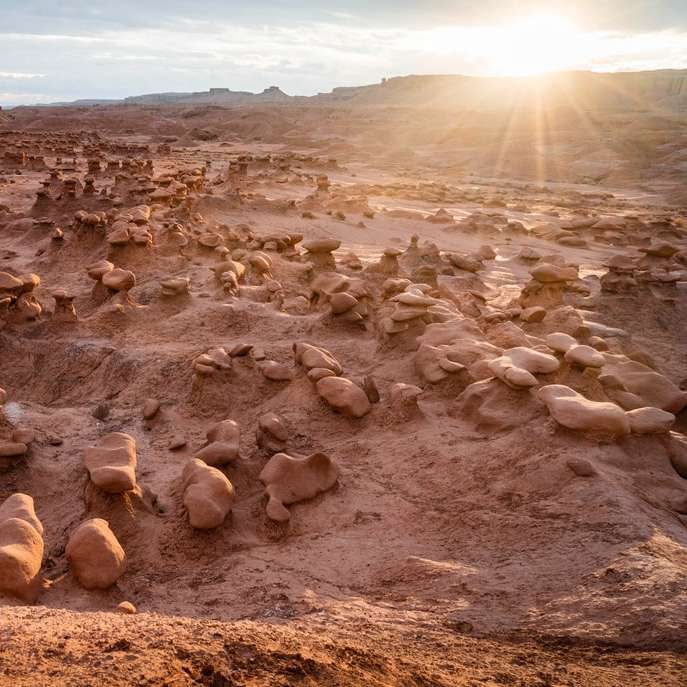 barna és fehér juhok barna homokon napközben csúszó puzzle online