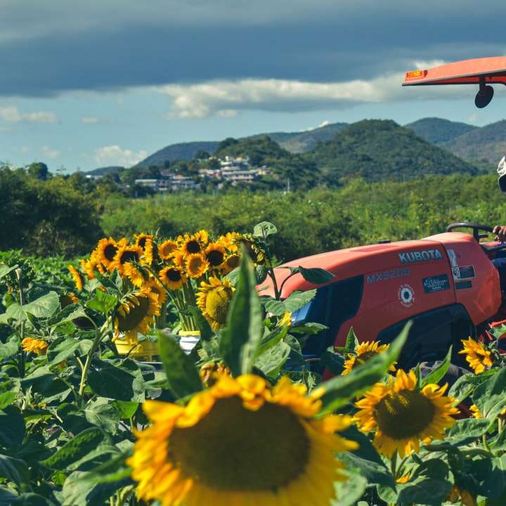 roter Traktor auf Sonnenblumenfeld während des Tages Online-Puzzle