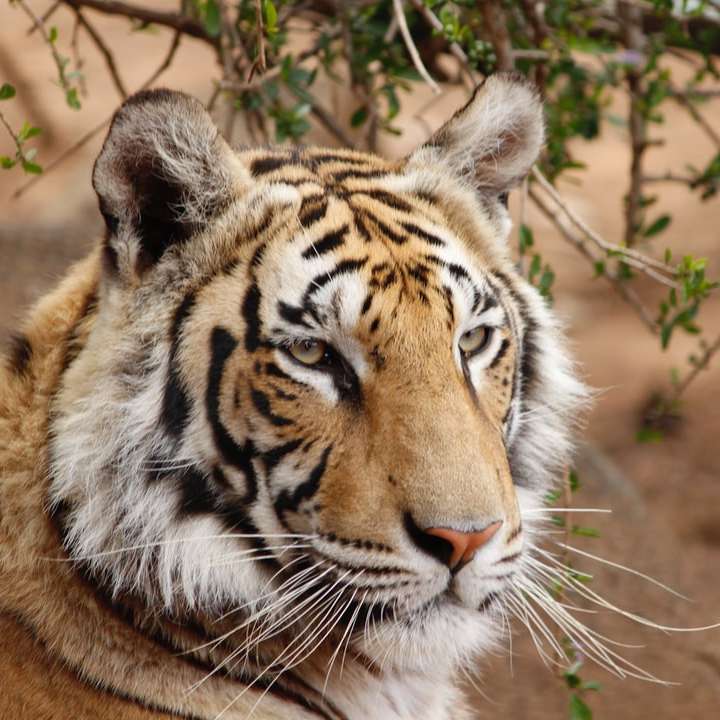 brun och svart tiger på brunt gräs under dagtid Pussel online