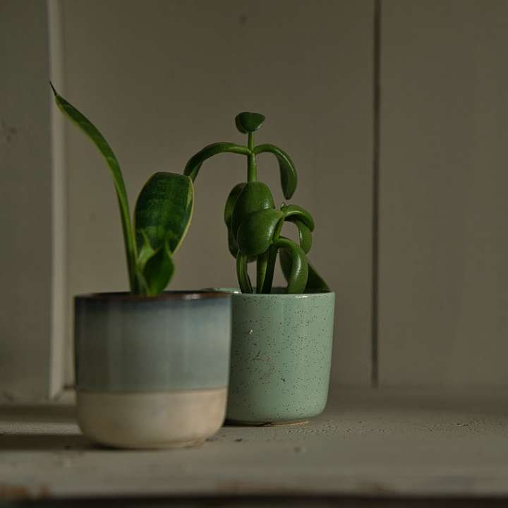 zelená rostlina v bílé keramické nádobě online puzzle