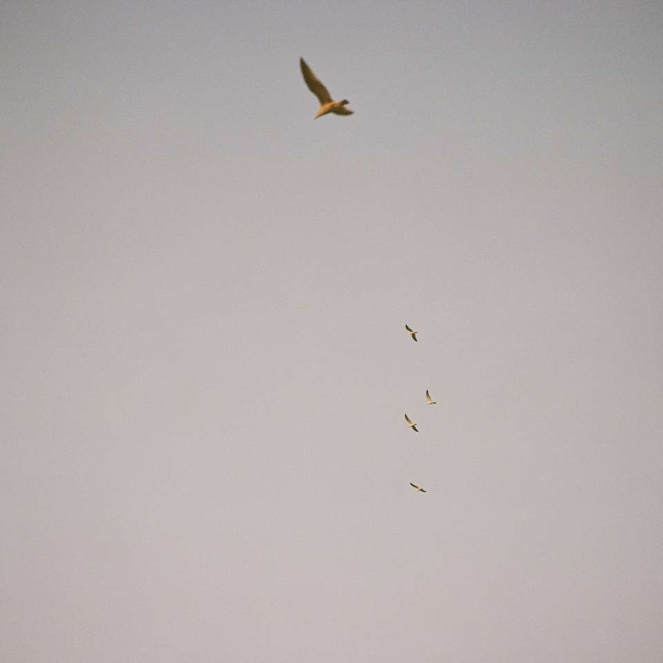πουλί που πετά κάτω από άσπρα σύννεφα κατά τη διάρκεια της ημέρας online παζλ
