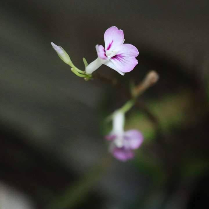 фиолетовый цветок в объективе с наклоном и сдвигом онлайн-пазл
