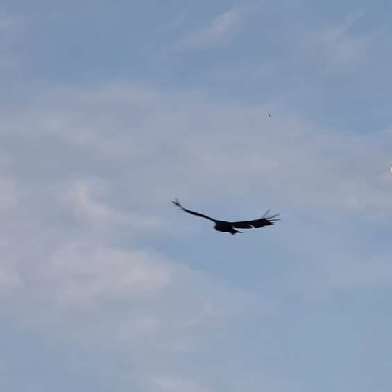 czarny ptak latający pod błękitnym niebem w ciągu dnia puzzle online